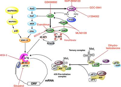 The Secret Life of Translation Initiation in Prostate Cancer